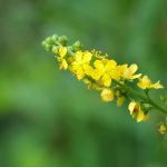 Agrimony Bach Flower: From Hidden Pain to Inner Peace