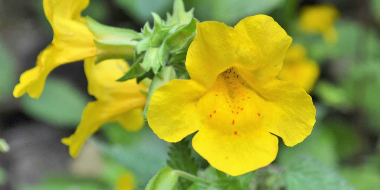 Bach Flower Remedies for Energy and Vitality
