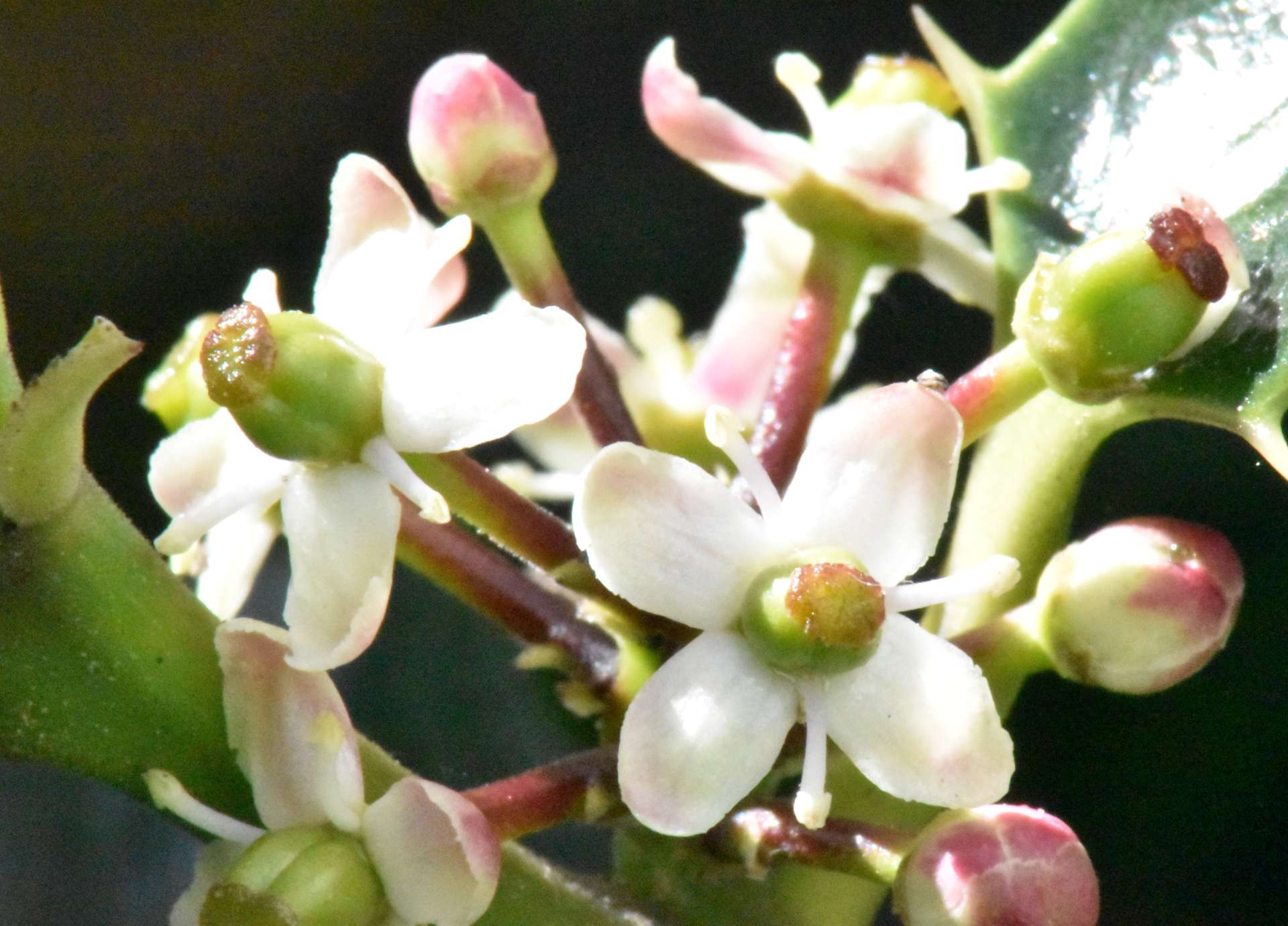 Holly Bach Flower: Opening the Heart to Love and Trust