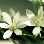 Star of Bethlehem Bach Flower: Healing Shock, Trauma, and Soul Wounds